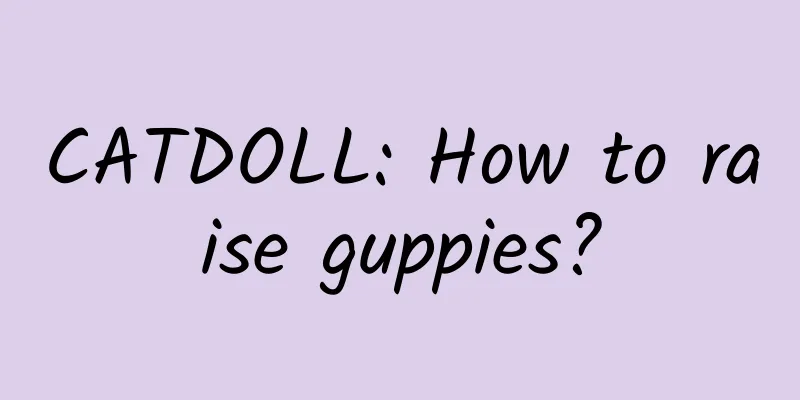 CATDOLL: How to raise guppies?