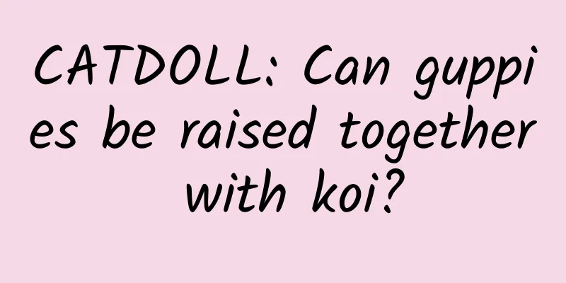 CATDOLL: Can guppies be raised together with koi?