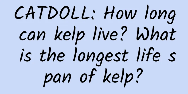 CATDOLL: How long can kelp live? What is the longest life span of kelp?