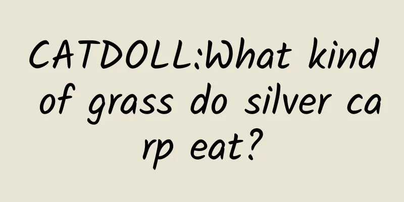 CATDOLL:What kind of grass do silver carp eat?