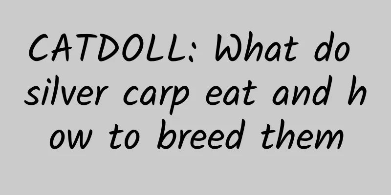 CATDOLL: What do silver carp eat and how to breed them