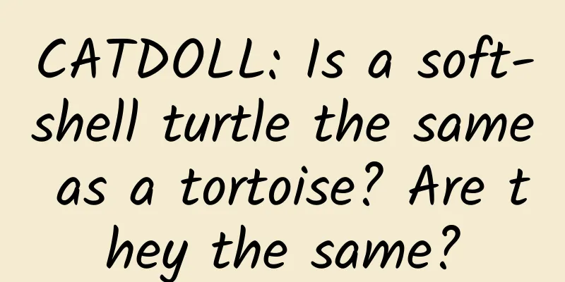 CATDOLL: Is a soft-shell turtle the same as a tortoise? Are they the same?