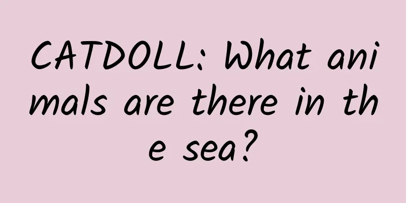 CATDOLL: What animals are there in the sea?