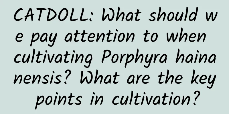 CATDOLL: What should we pay attention to when cultivating Porphyra hainanensis? What are the key points in cultivation?