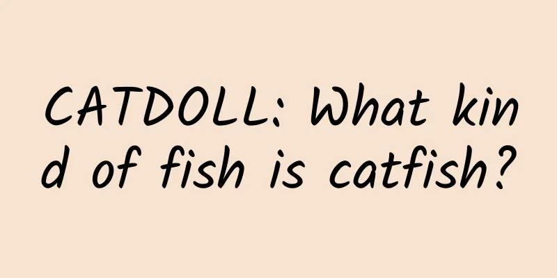 CATDOLL: What kind of fish is catfish?