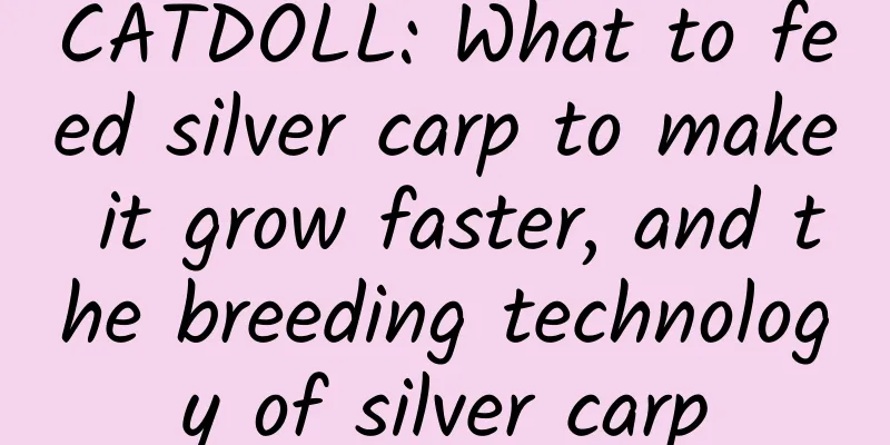 CATDOLL: What to feed silver carp to make it grow faster, and the breeding technology of silver carp
