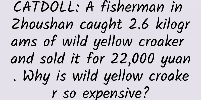 CATDOLL: A fisherman in Zhoushan caught 2.6 kilograms of wild yellow croaker and sold it for 22,000 yuan. Why is wild yellow croaker so expensive?