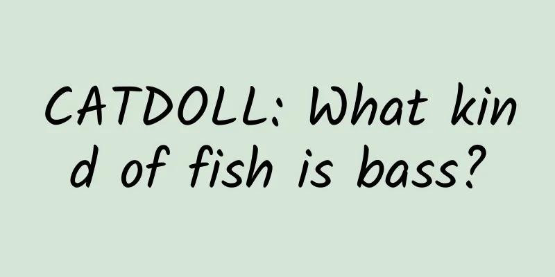 CATDOLL: What kind of fish is bass?