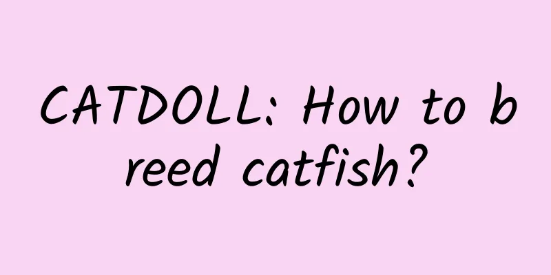 CATDOLL: How to breed catfish?