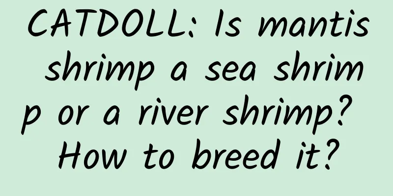 CATDOLL: Is mantis shrimp a sea shrimp or a river shrimp? How to breed it?