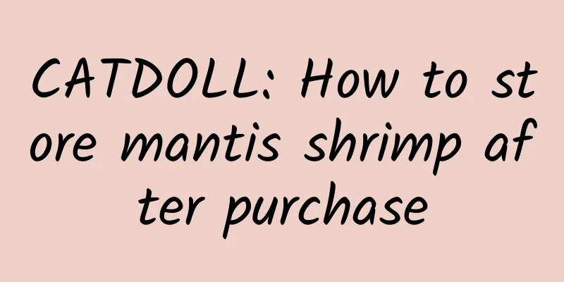 CATDOLL: How to store mantis shrimp after purchase