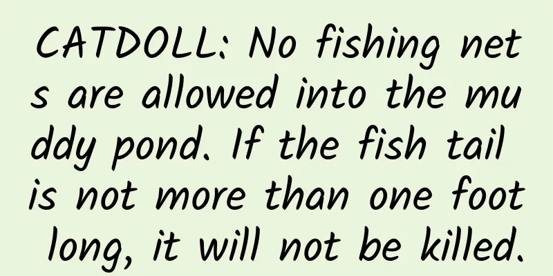 CATDOLL: No fishing nets are allowed into the muddy pond. If the fish tail is not more than one foot long, it will not be killed.