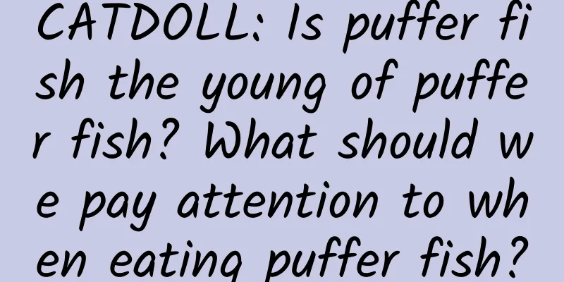 CATDOLL: Is puffer fish the young of puffer fish? What should we pay attention to when eating puffer fish?