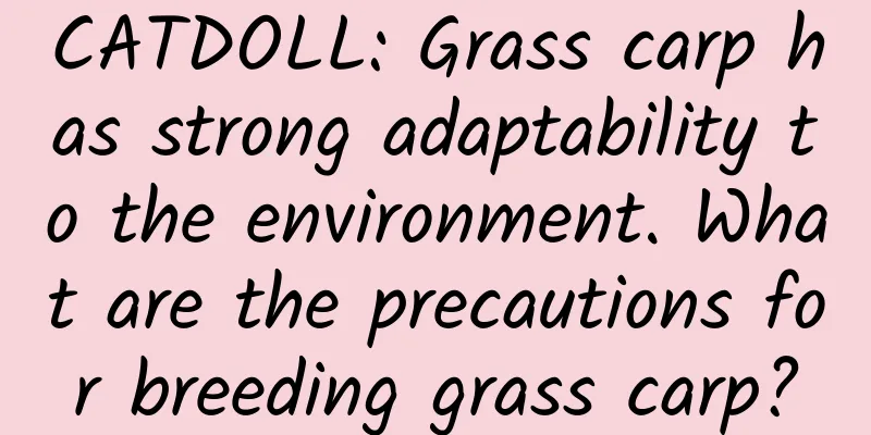 CATDOLL: Grass carp has strong adaptability to the environment. What are the precautions for breeding grass carp?