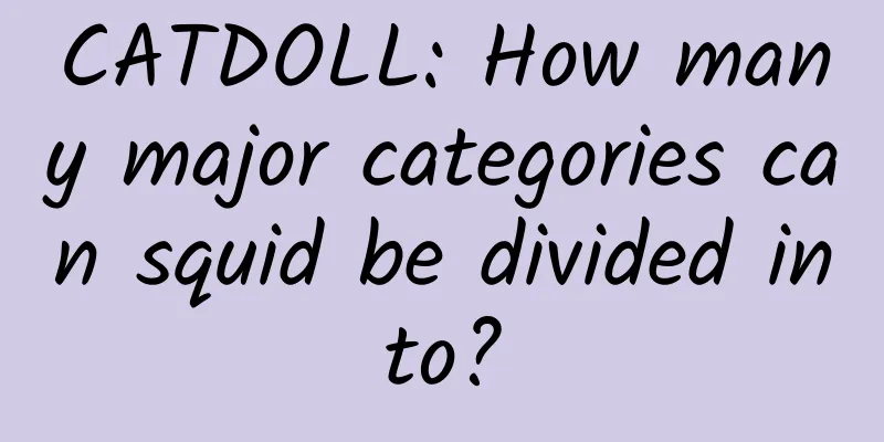 CATDOLL: How many major categories can squid be divided into?
