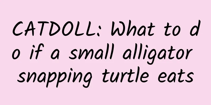 CATDOLL: What to do if a small alligator snapping turtle eats