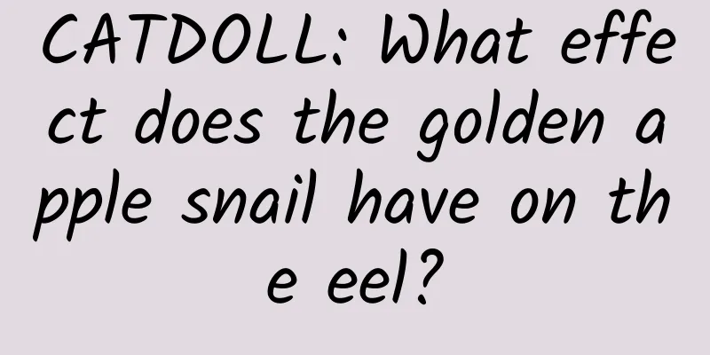 CATDOLL: What effect does the golden apple snail have on the eel?