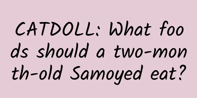 CATDOLL: What foods should a two-month-old Samoyed eat?