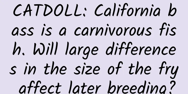 CATDOLL: California bass is a carnivorous fish. Will large differences in the size of the fry affect later breeding?