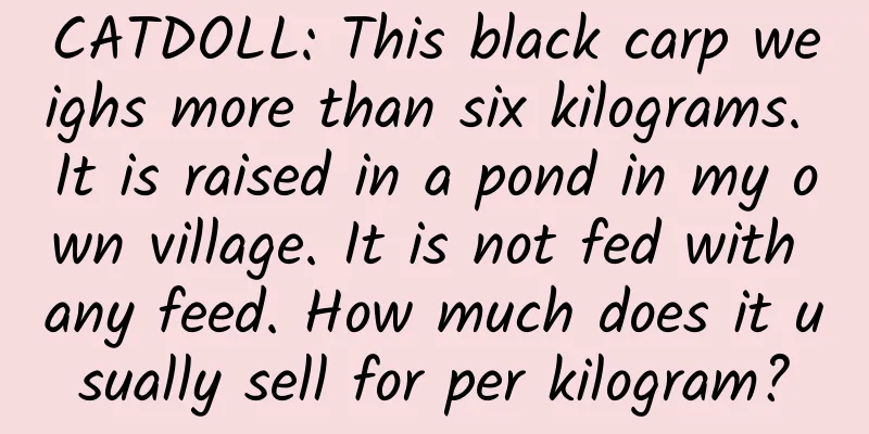CATDOLL: This black carp weighs more than six kilograms. It is raised in a pond in my own village. It is not fed with any feed. How much does it usually sell for per kilogram?
