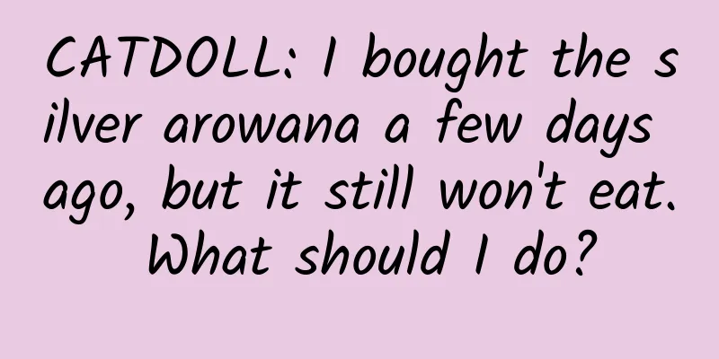 CATDOLL: I bought the silver arowana a few days ago, but it still won't eat. What should I do?