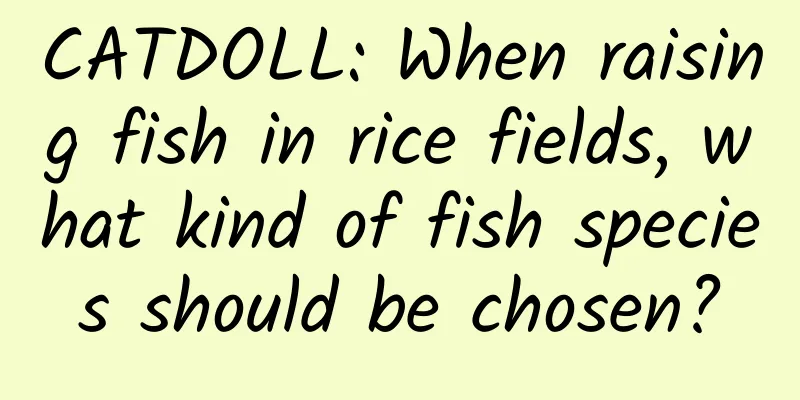 CATDOLL: When raising fish in rice fields, what kind of fish species should be chosen?