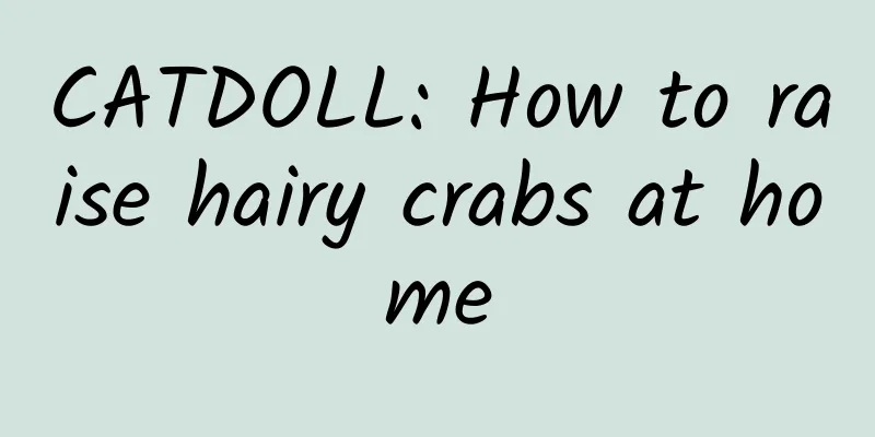 CATDOLL: How to raise hairy crabs at home