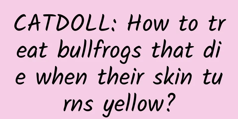 CATDOLL: How to treat bullfrogs that die when their skin turns yellow?