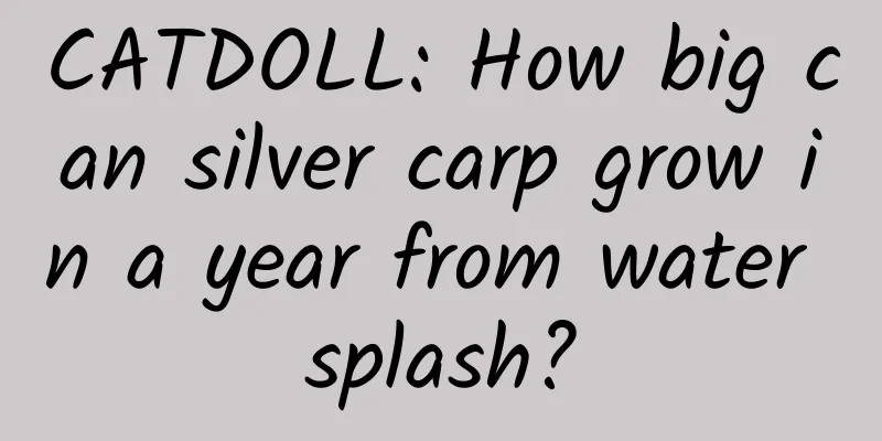 CATDOLL: How big can silver carp grow in a year from water splash?