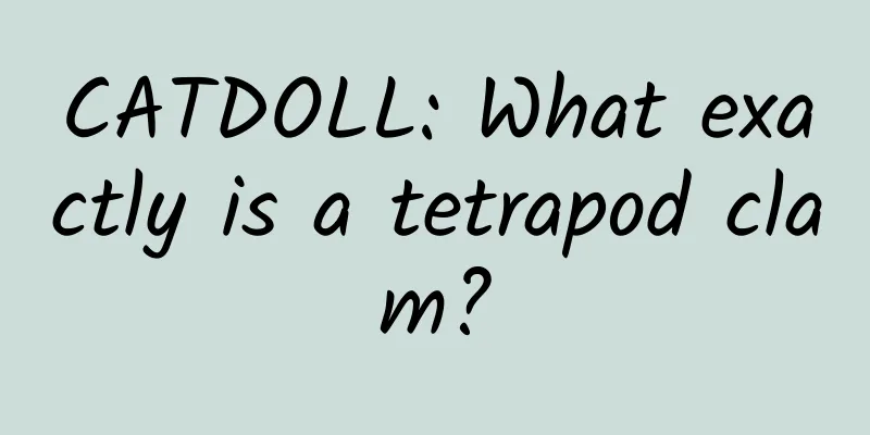 CATDOLL: What exactly is a tetrapod clam?
