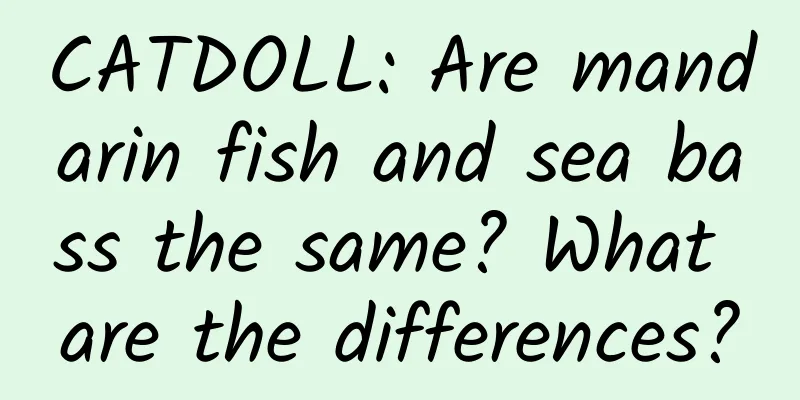 CATDOLL: Are mandarin fish and sea bass the same? What are the differences?