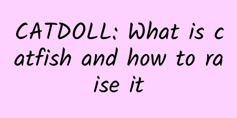 CATDOLL: What is catfish and how to raise it