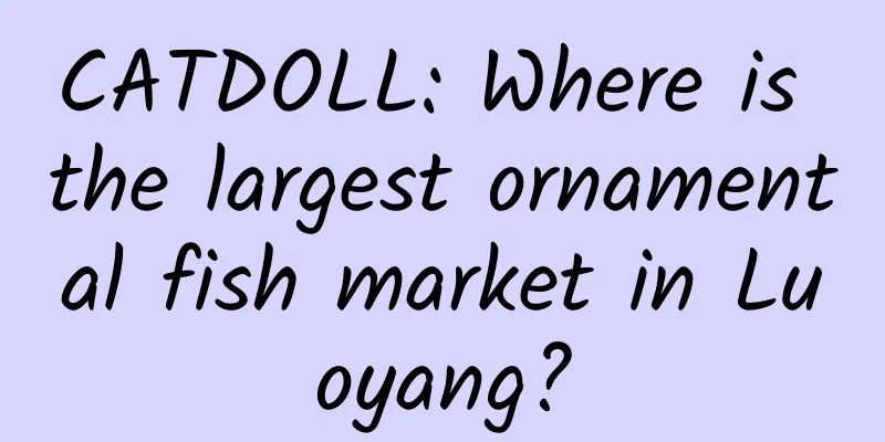 CATDOLL: Where is the largest ornamental fish market in Luoyang?