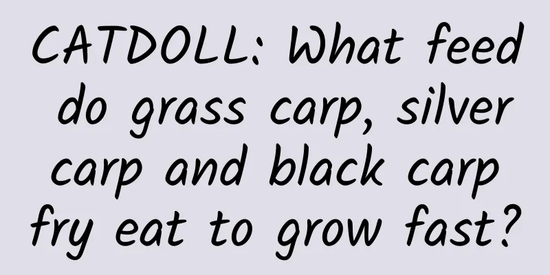 CATDOLL: What feed do grass carp, silver carp and black carp fry eat to grow fast?