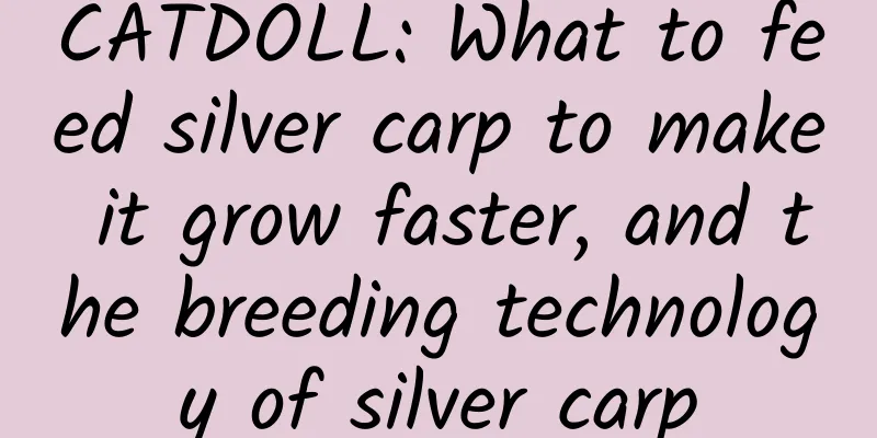 CATDOLL: What to feed silver carp to make it grow faster, and the breeding technology of silver carp