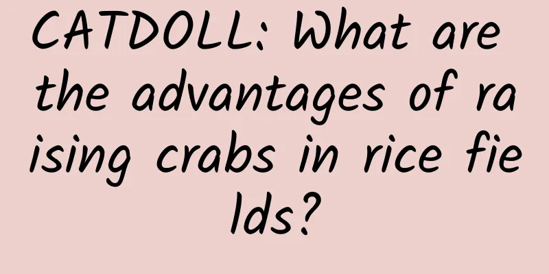 CATDOLL: What are the advantages of raising crabs in rice fields?