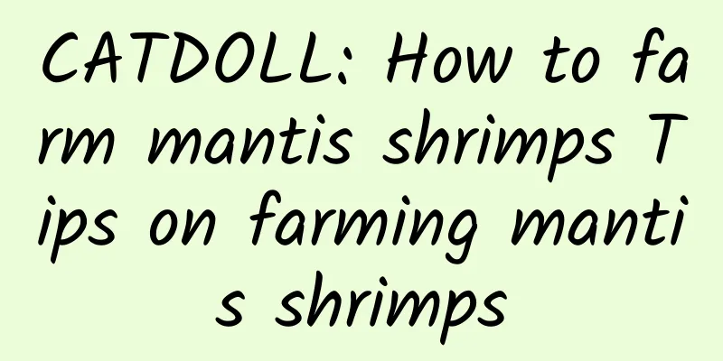 CATDOLL: How to farm mantis shrimps Tips on farming mantis shrimps