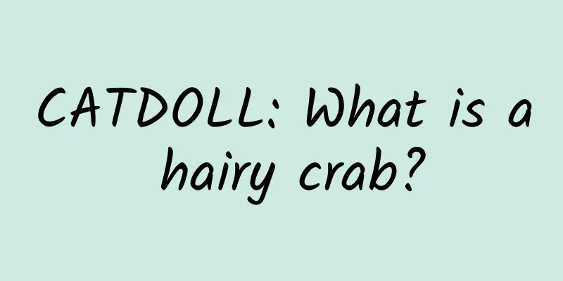 CATDOLL: What is a hairy crab?