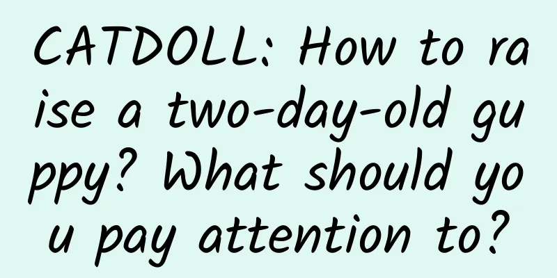 CATDOLL: How to raise a two-day-old guppy? What should you pay attention to?