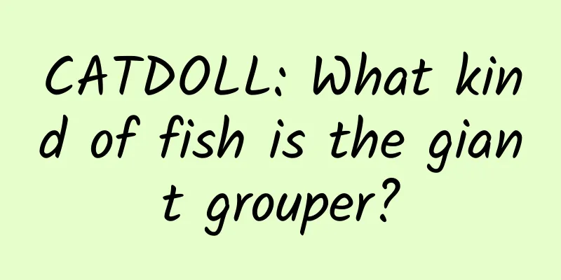 CATDOLL: What kind of fish is the giant grouper?