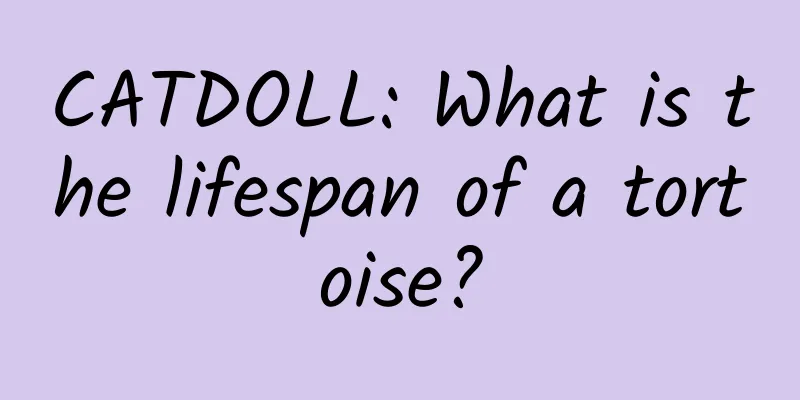 CATDOLL: What is the lifespan of a tortoise?