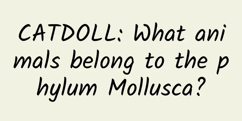 CATDOLL: What animals belong to the phylum Mollusca?