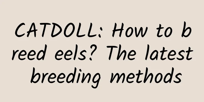 CATDOLL: How to breed eels? The latest breeding methods