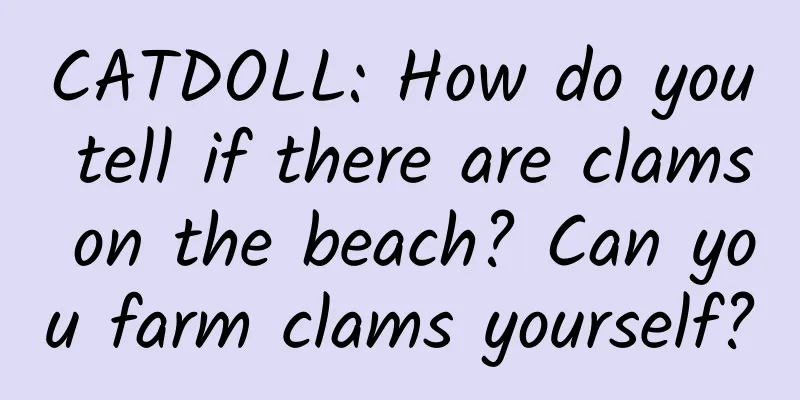 CATDOLL: How do you tell if there are clams on the beach? Can you farm clams yourself?