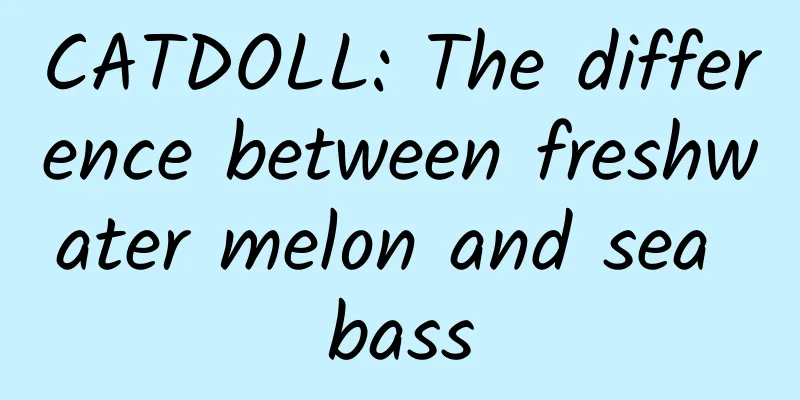 CATDOLL: The difference between freshwater melon and sea bass