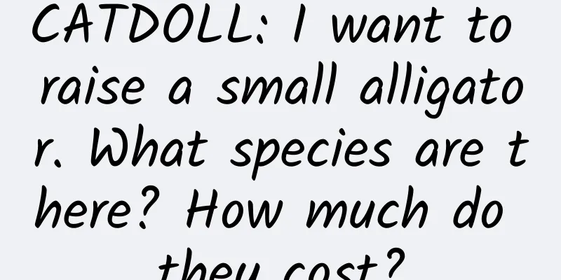 CATDOLL: I want to raise a small alligator. What species are there? How much do they cost?
