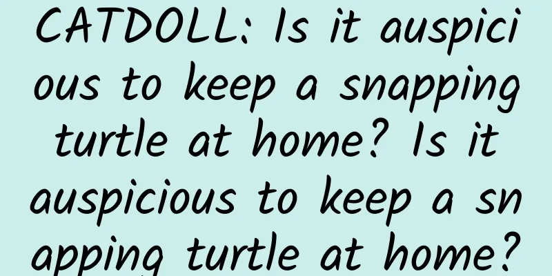 CATDOLL: Is it auspicious to keep a snapping turtle at home? Is it auspicious to keep a snapping turtle at home?