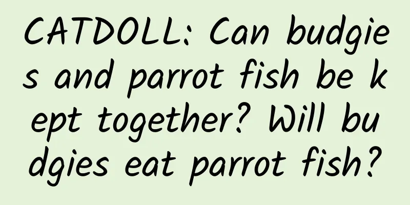 CATDOLL: Can budgies and parrot fish be kept together? Will budgies eat parrot fish?