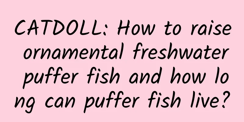 CATDOLL: How to raise ornamental freshwater puffer fish and how long can puffer fish live?