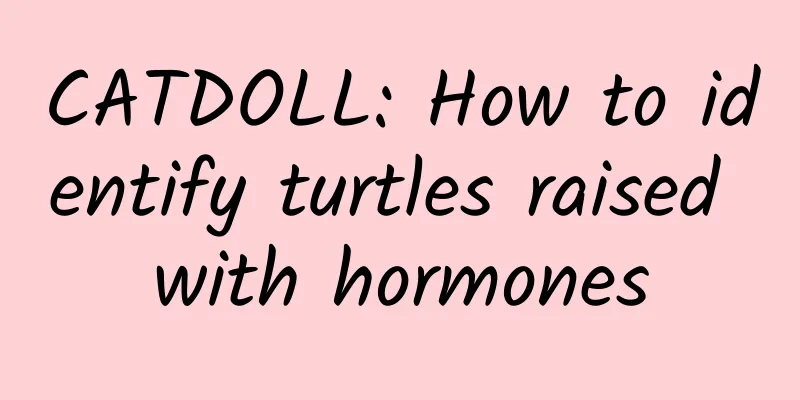 CATDOLL: How to identify turtles raised with hormones